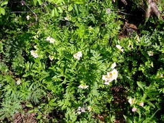 Polemonium carneum