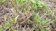 Rhinella marina