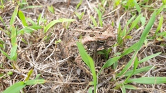 Rhinella marina