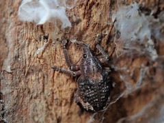 Oxyops fasciatus