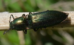 Nitidolimonius resplendens