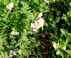 Polemonium carneum