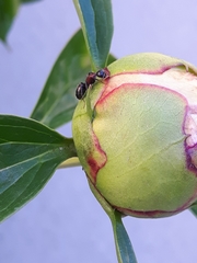 Camponotus novaeboracensis