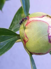 Camponotus novaeboracensis