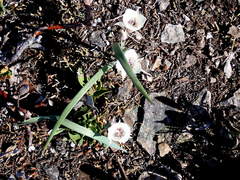 Calochortus tolmiei