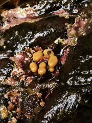 Heteropora pacifica