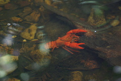 Euastacus australasiensis