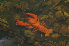 Euastacus australasiensis