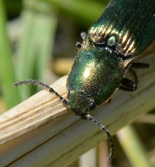 Nitidolimonius resplendens