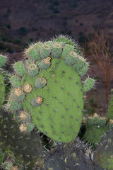 Opuntia chiangiana