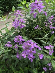 Hesperis matronalis