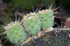 Opuntia chiangiana