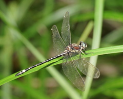 Eusynthemis brevistyla