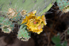 Opuntia chiangiana