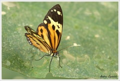 Tithorea harmonia