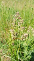 Dactylis glomerata