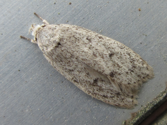 Scythropiodes hamatellus