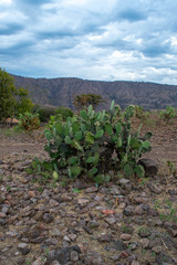 Opuntia chiangiana