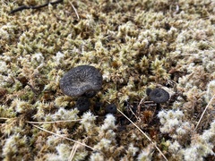 Entoloma crinitum