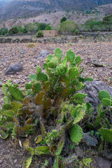 Opuntia fuliginosa
