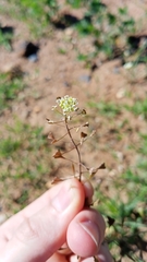 Capsella bursa-pastoris