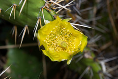 Opuntia fuliginosa