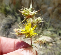 Berkheya onobromoides carlinoides