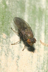 Notiphila