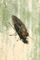 Notiphila