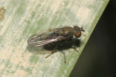 Notiphila