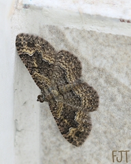 Disclisioprocta stellata