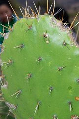 Opuntia fuliginosa