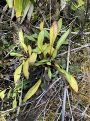Gentianella bellidifolia