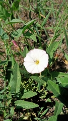 Convolvulus arvensis