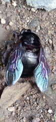 Xylocopa