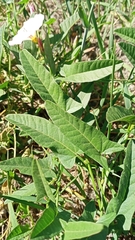 Convolvulus arvensis