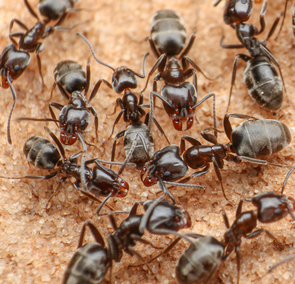 Velvety Tree Ants