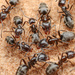 Hormigas Terciopelo de Árbol - Photo (c) mason_s, algunos derechos reservados (CC BY-NC)