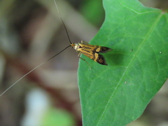 Nemophora staudingerella
