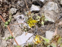 Berkheya onobromoides carlinoides