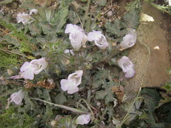 Salvia taraxacifolia