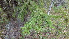Picea obovata
