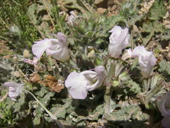 Salvia taraxacifolia