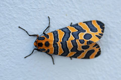 Amphicallia bellatrix