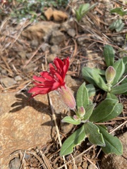 Silene serpentinicola
