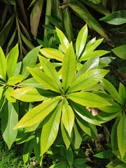 Xanthostemon