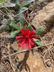 Silene serpentinicola