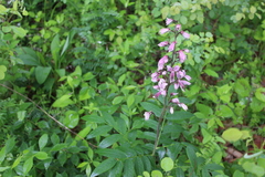 Dictamnus dasycarpus