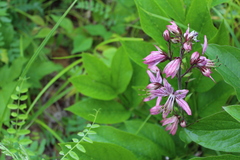 Dictamnus dasycarpus