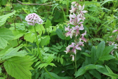 Dictamnus dasycarpus